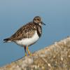 Turnstone